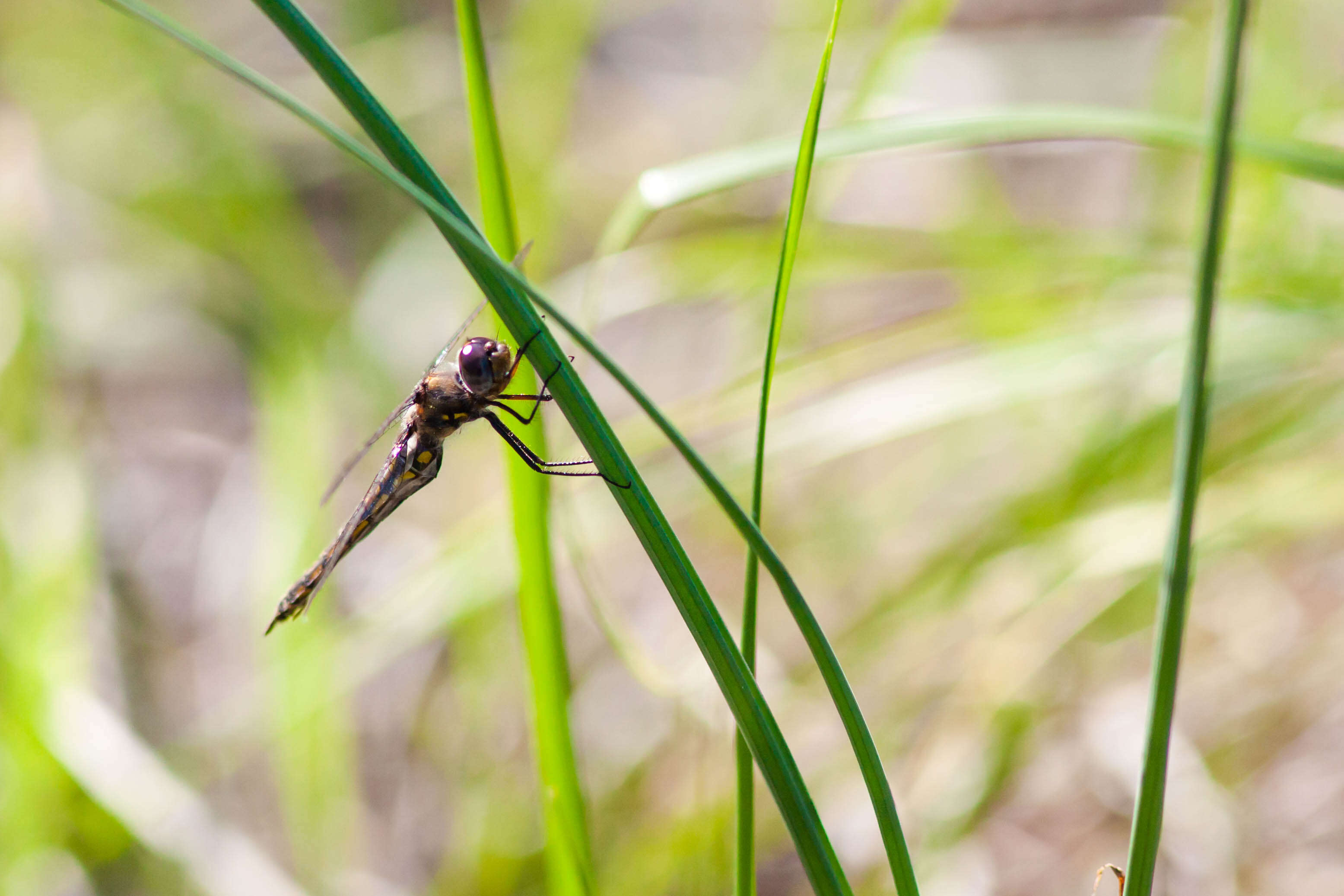 Image of Common Baskettail