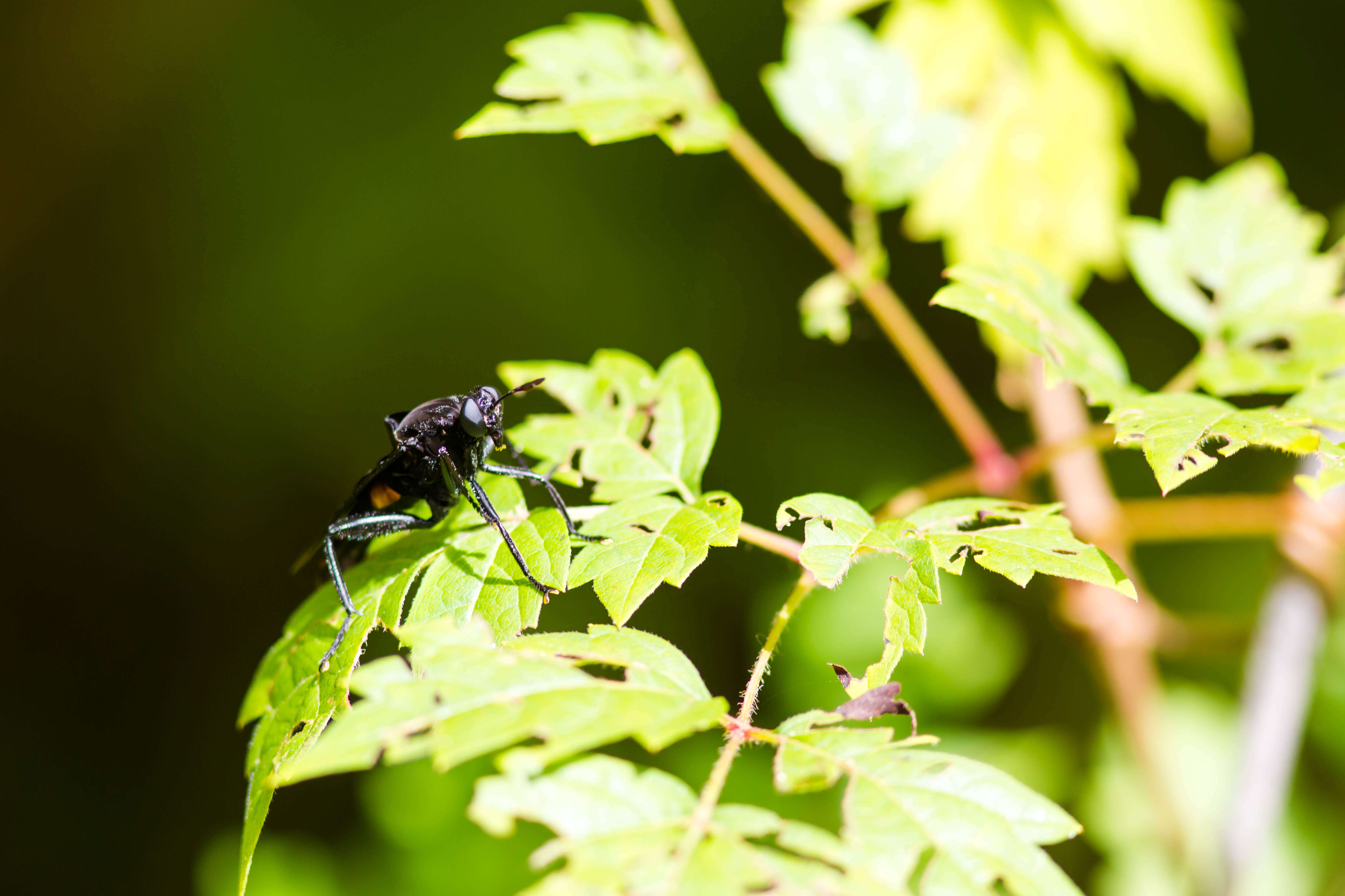 Image of horse and deer flies