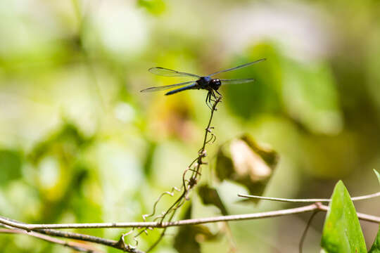 Libellula incesta Hagen 1861 resmi