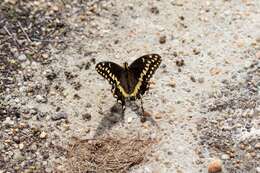 Image of Palamedes Swallowtail