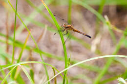 Image of Little Blue Dragonlet