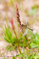 Слика од Celithemis elisa (Hagen 1861)