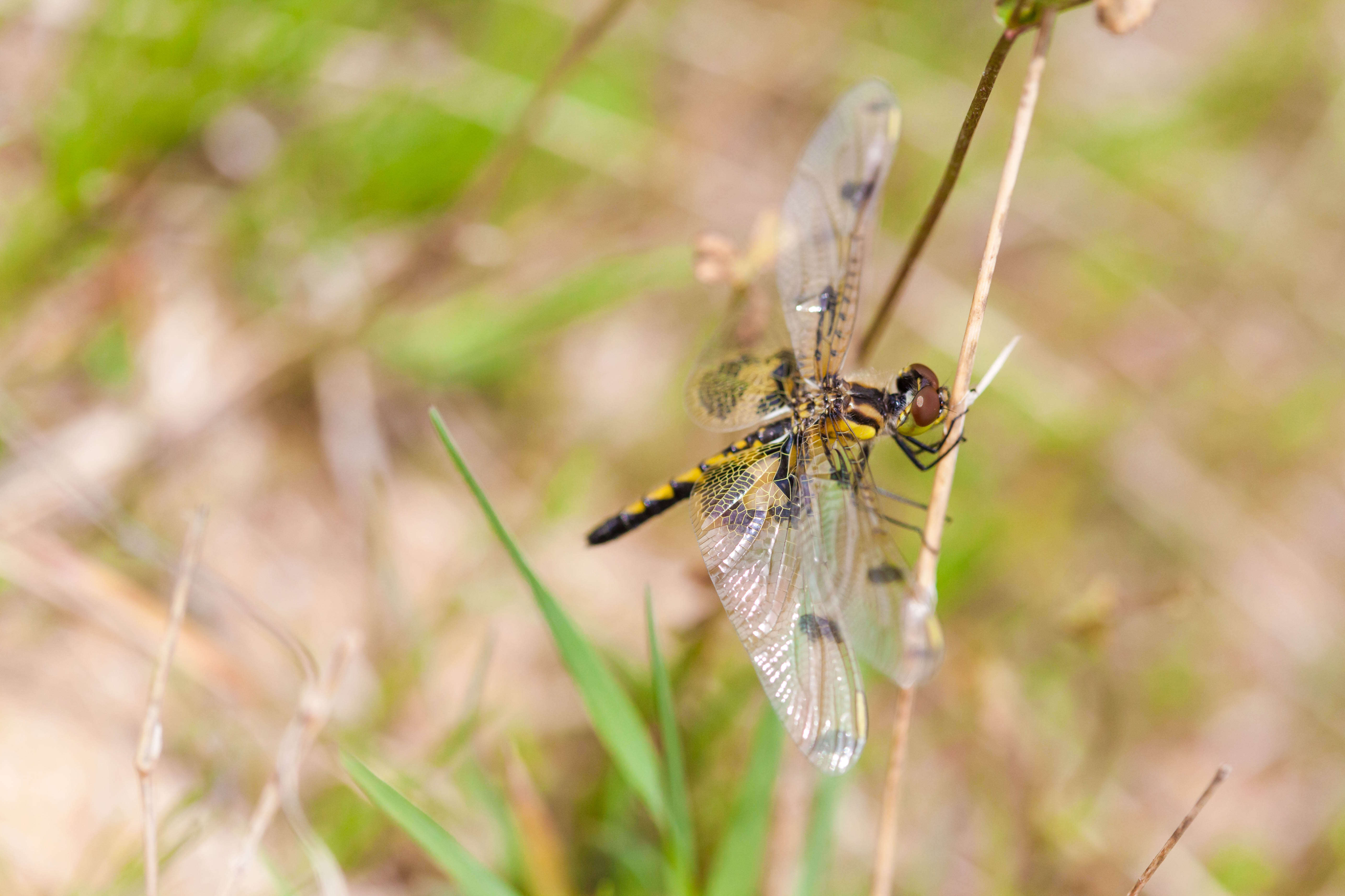 Слика од Celithemis elisa (Hagen 1861)