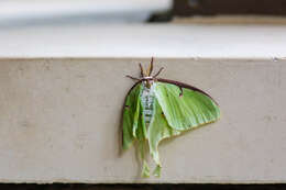 Image of Luna Moth