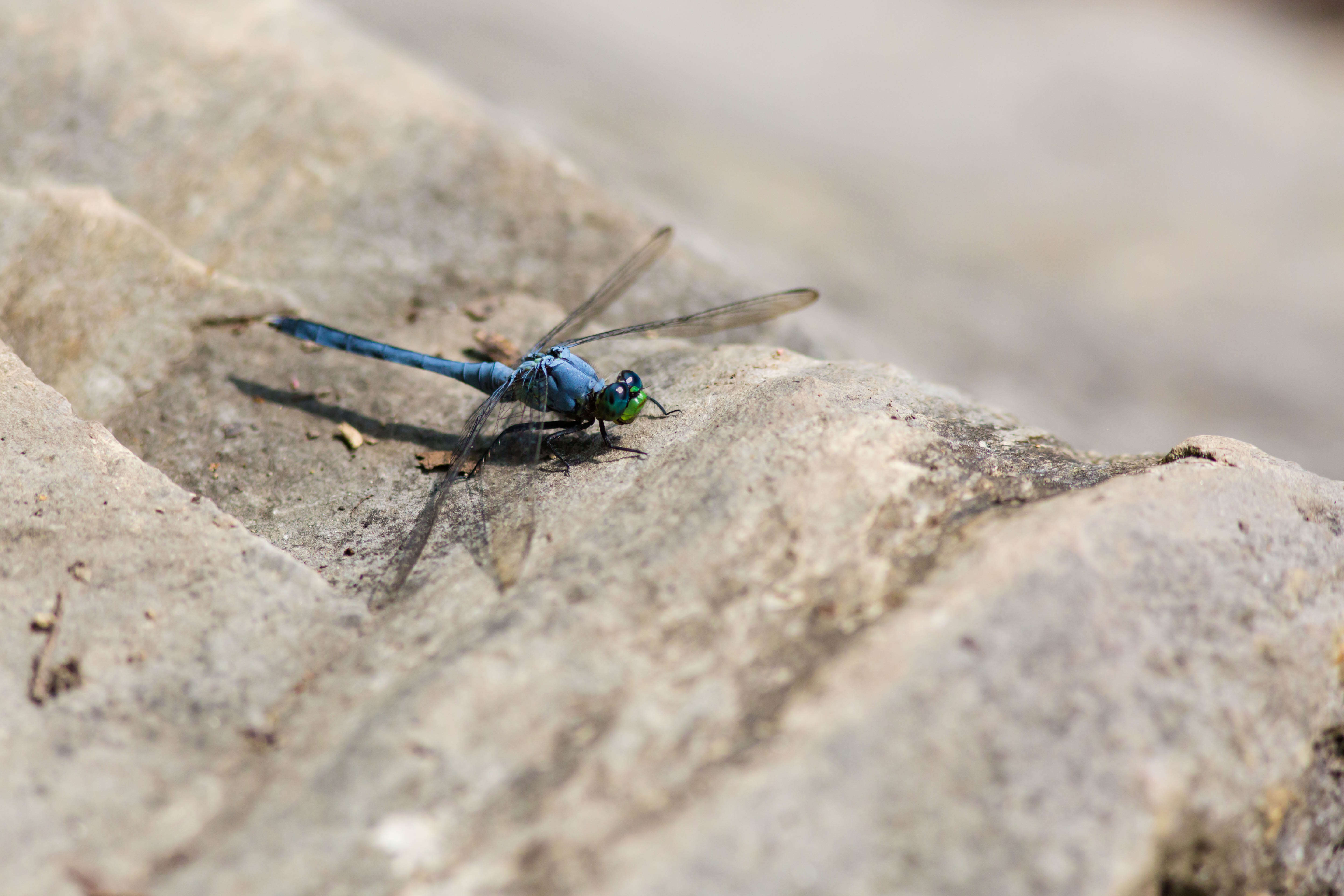 Image of Eastern Pondhawk