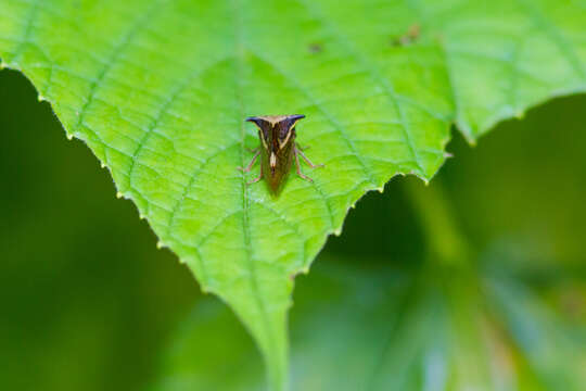 Image of Buffalo treehopper