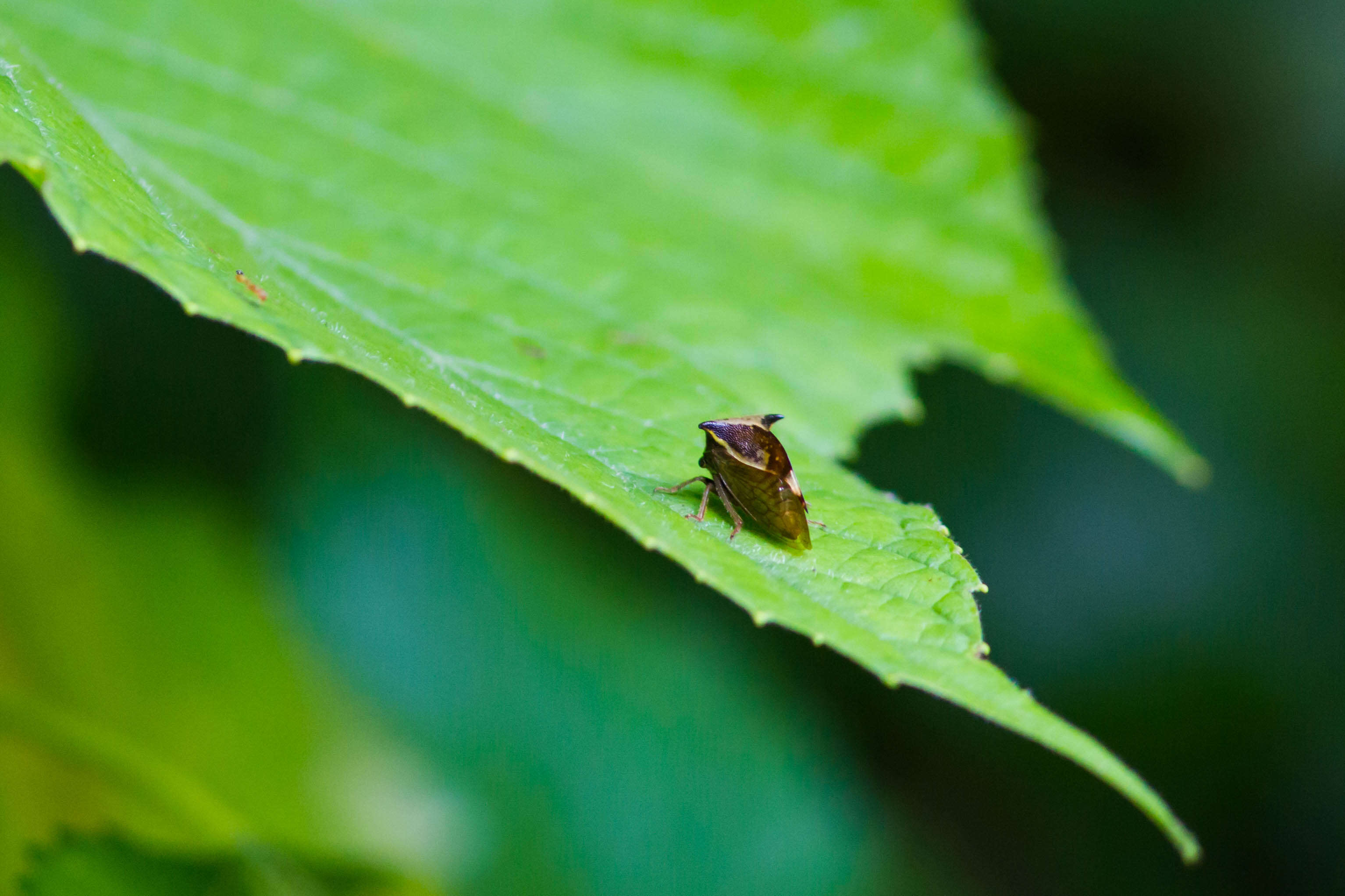 Image of Buffalo treehopper