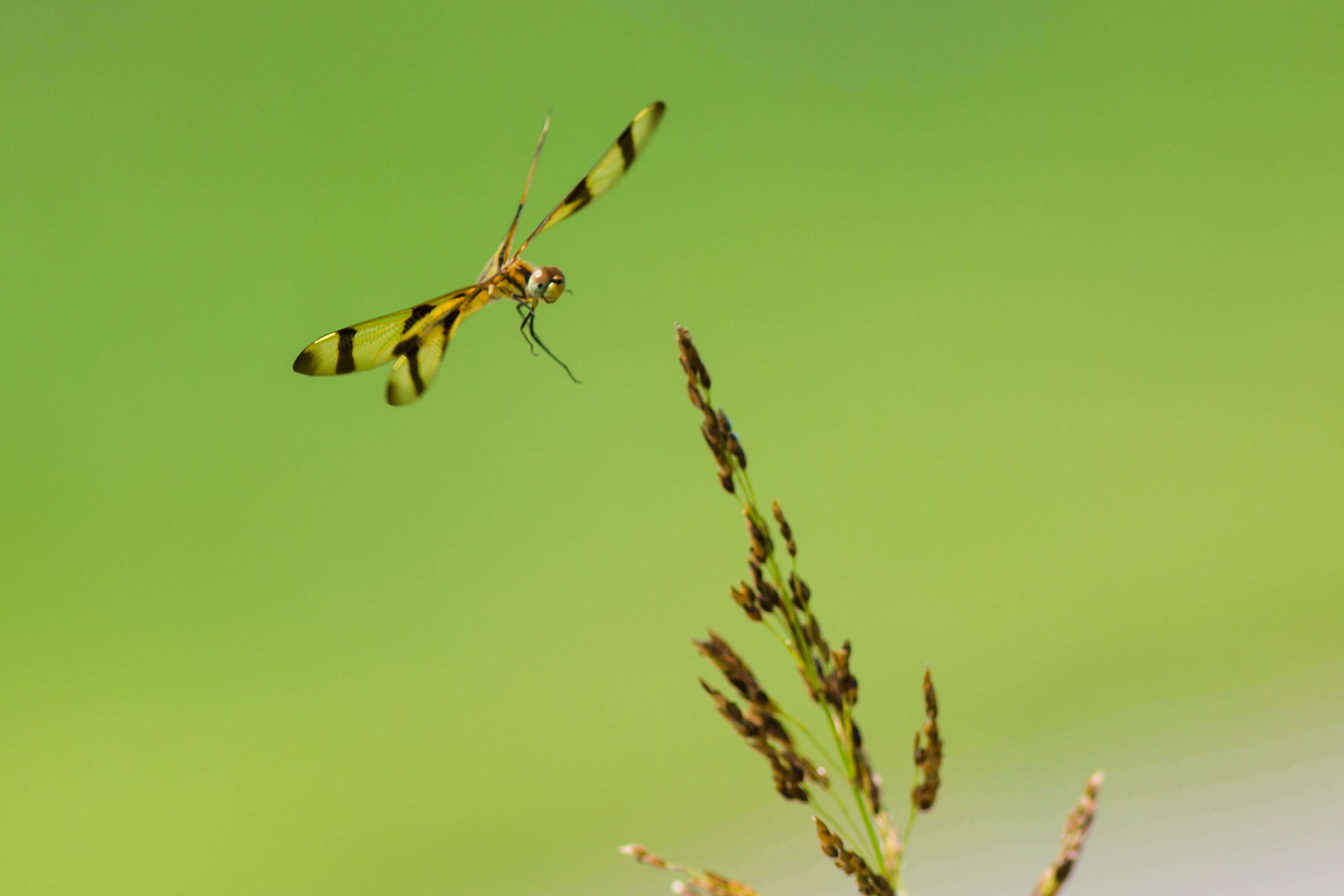 Celithemis eponina (Drury 1773) resmi