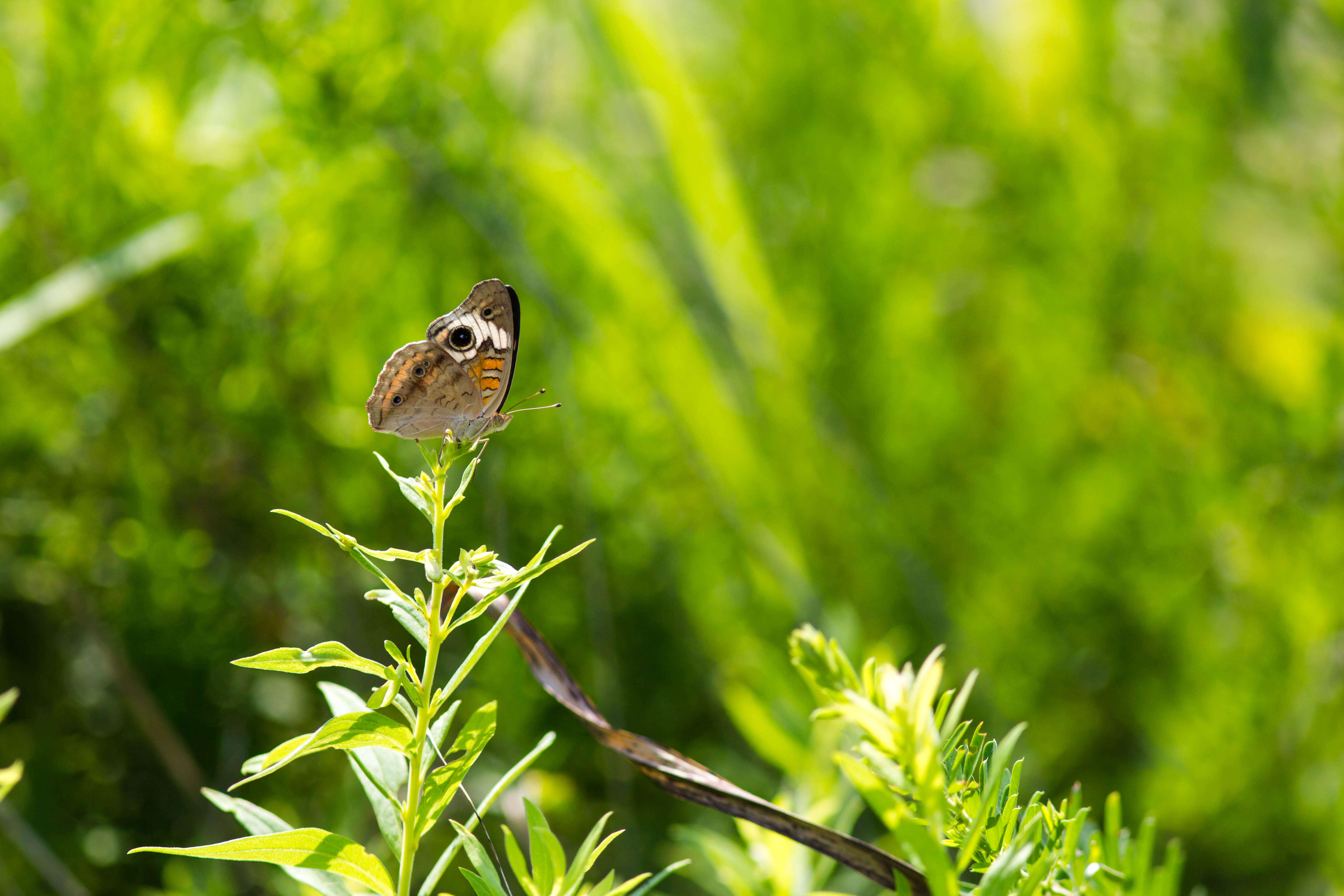 Image of Common buckeye