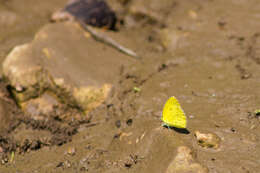 Image of Little Yellow