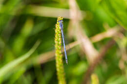 Image of Eastern Forktail