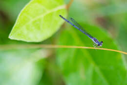 Image de Agrion Posé