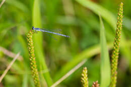 Image of Eastern Forktail