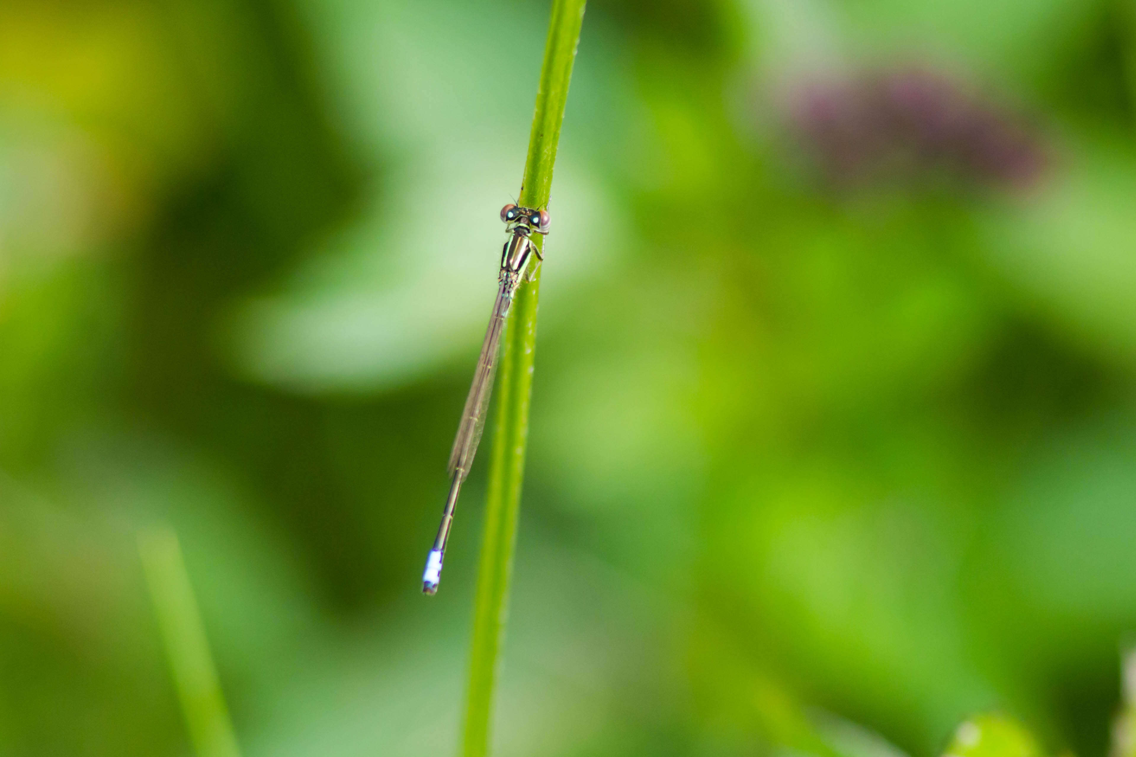 Image of Eastern Forktail