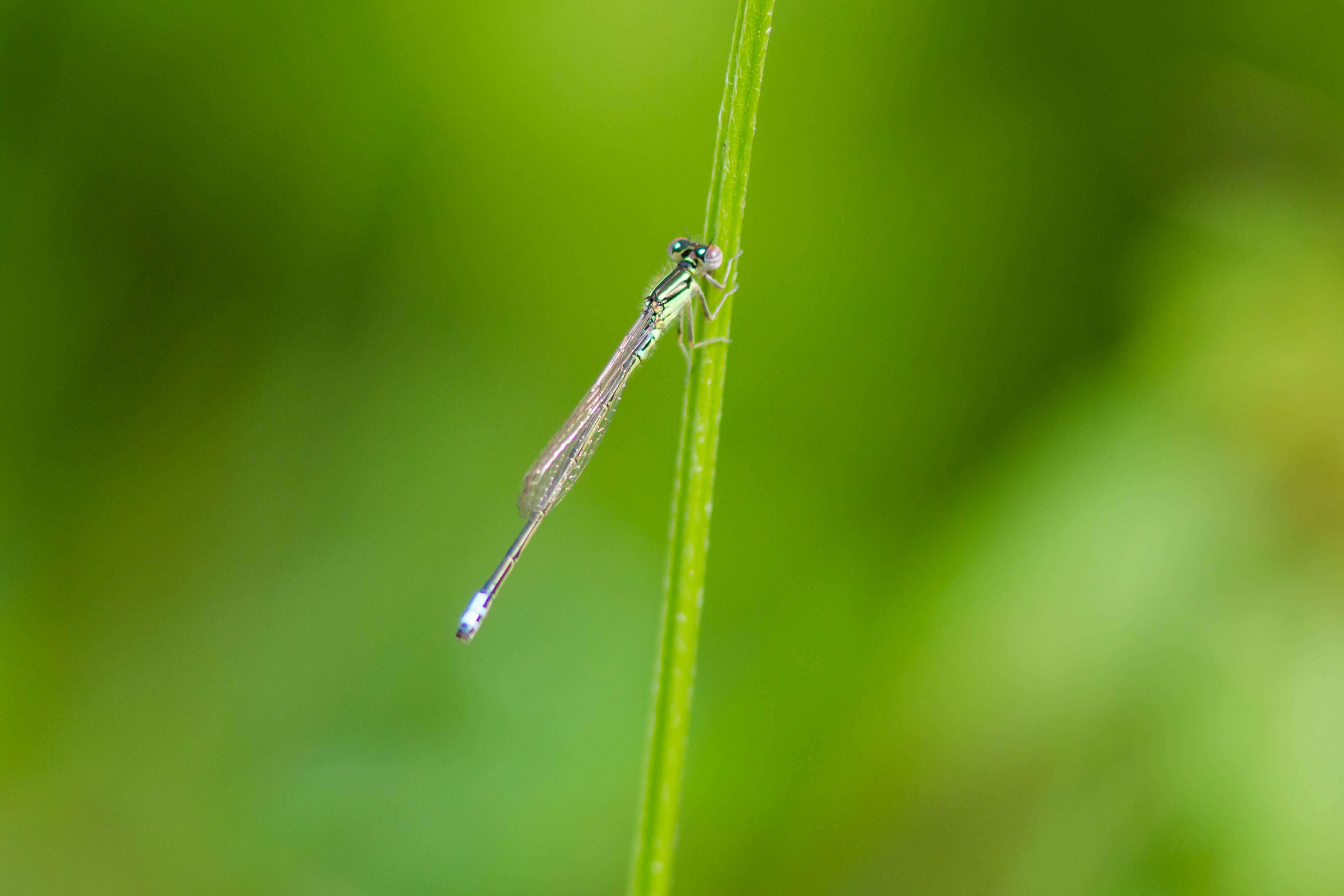 Image of Eastern Forktail