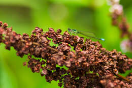 Image of Eastern Forktail