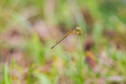 Image of Eastern Forktail