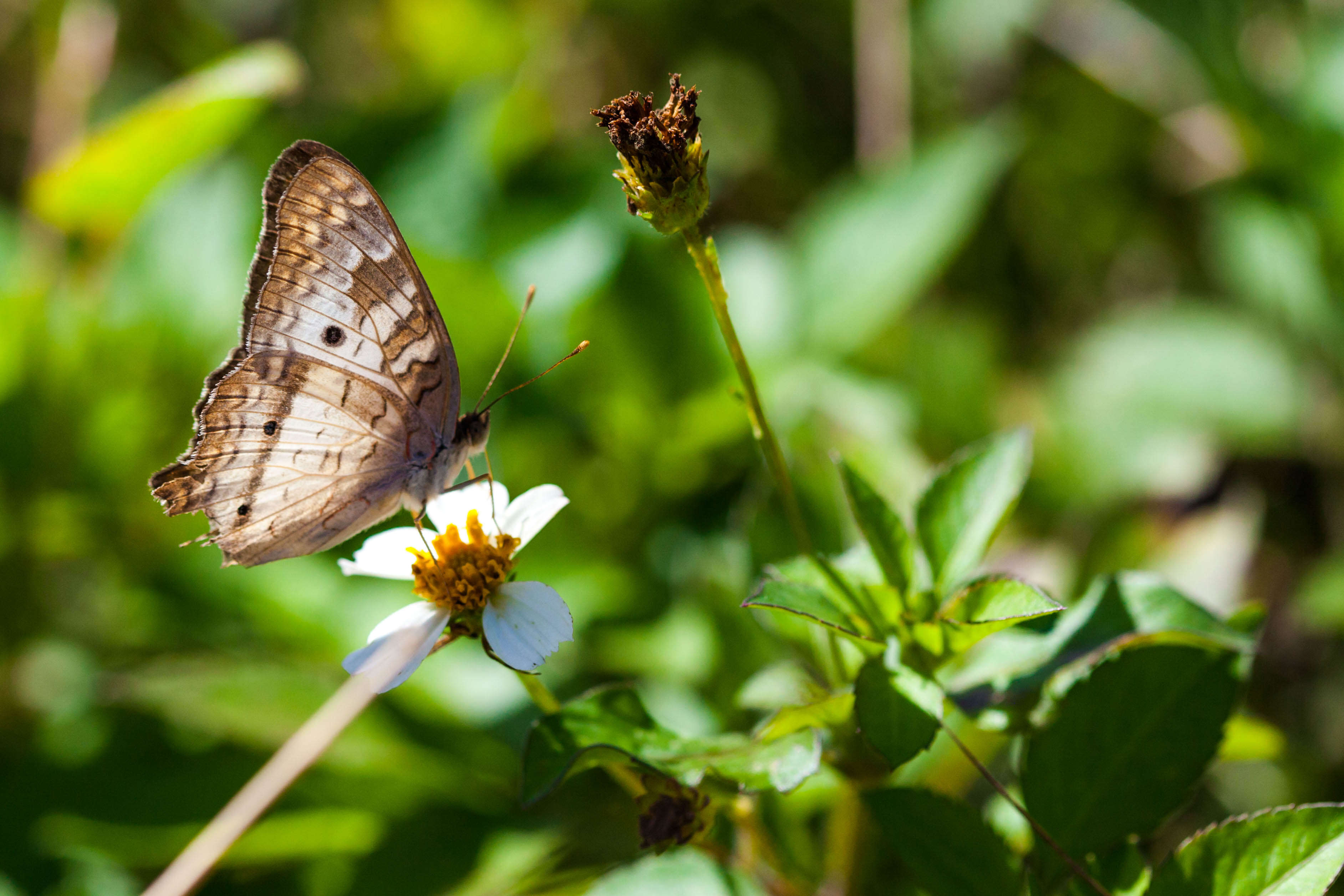 Image of White Peacock