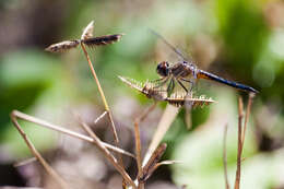 Image of Blue Dasher