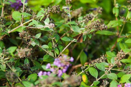 Image of Clouded Skipper