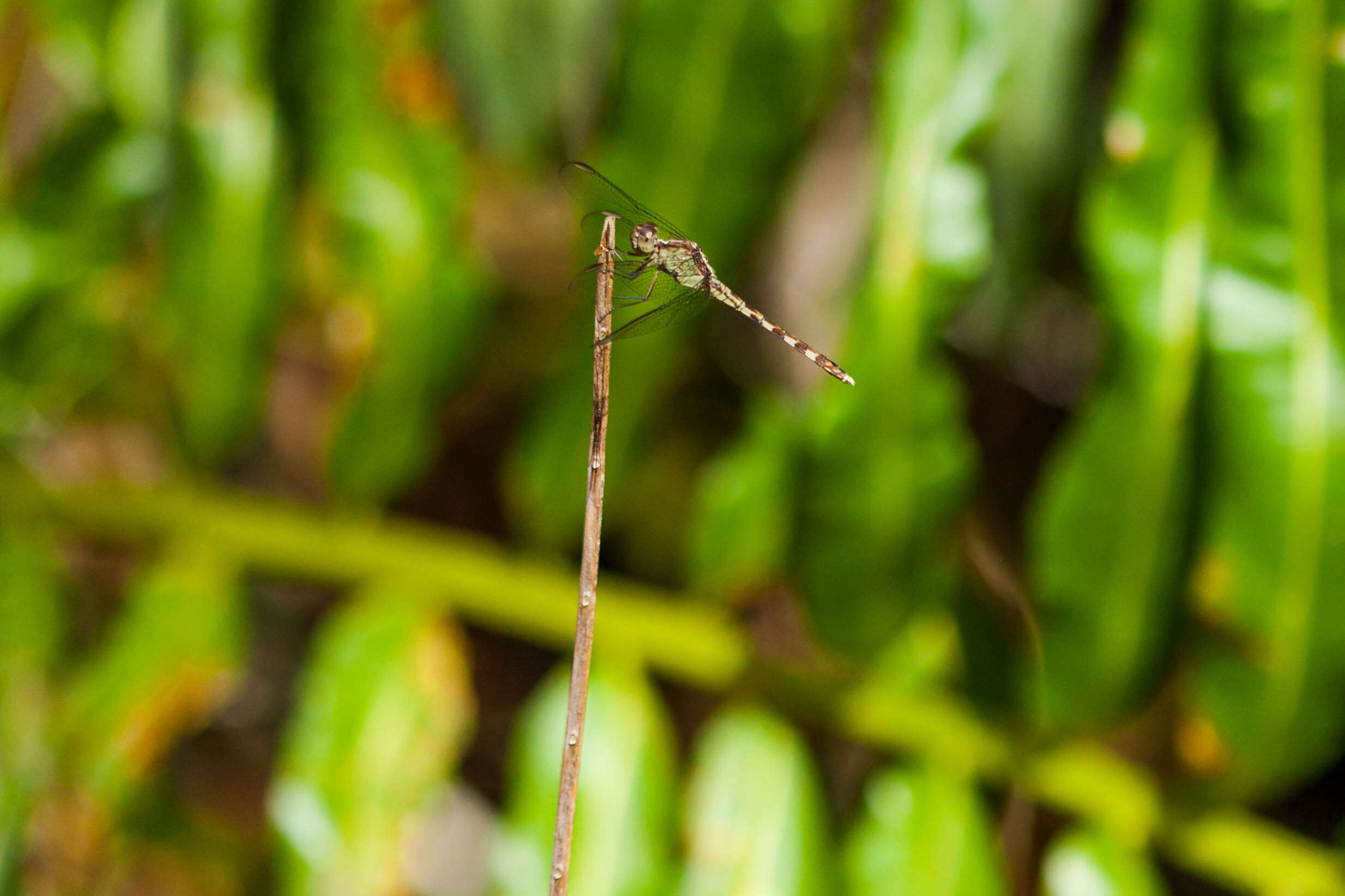 Sivun Erythrodiplax umbrata (Linnaeus 1758) kuva