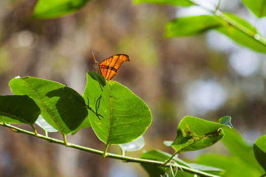 Image of Ruddy Daggerwing