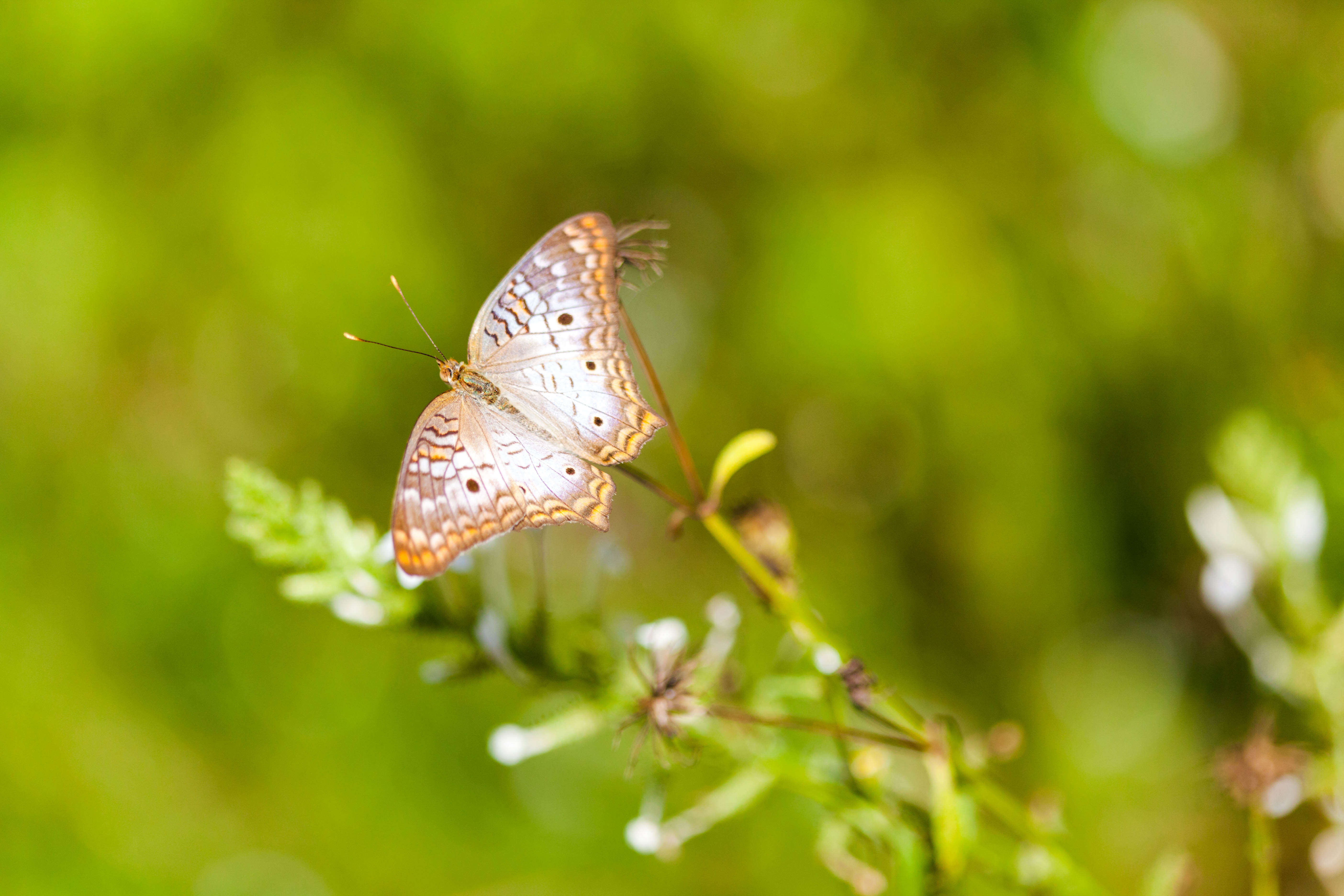 Image of White Peacock