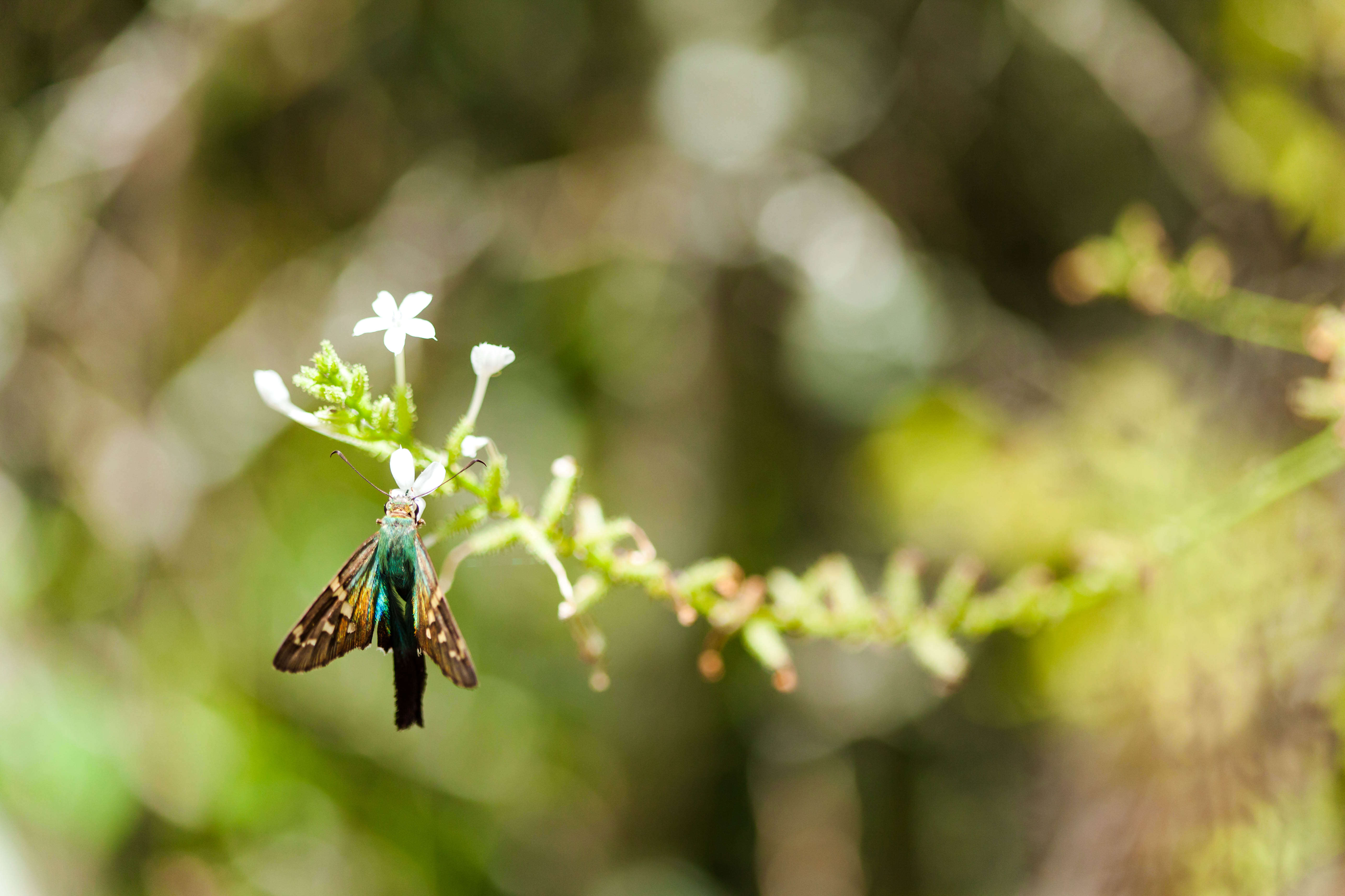 Image of Long-tailed Skipper