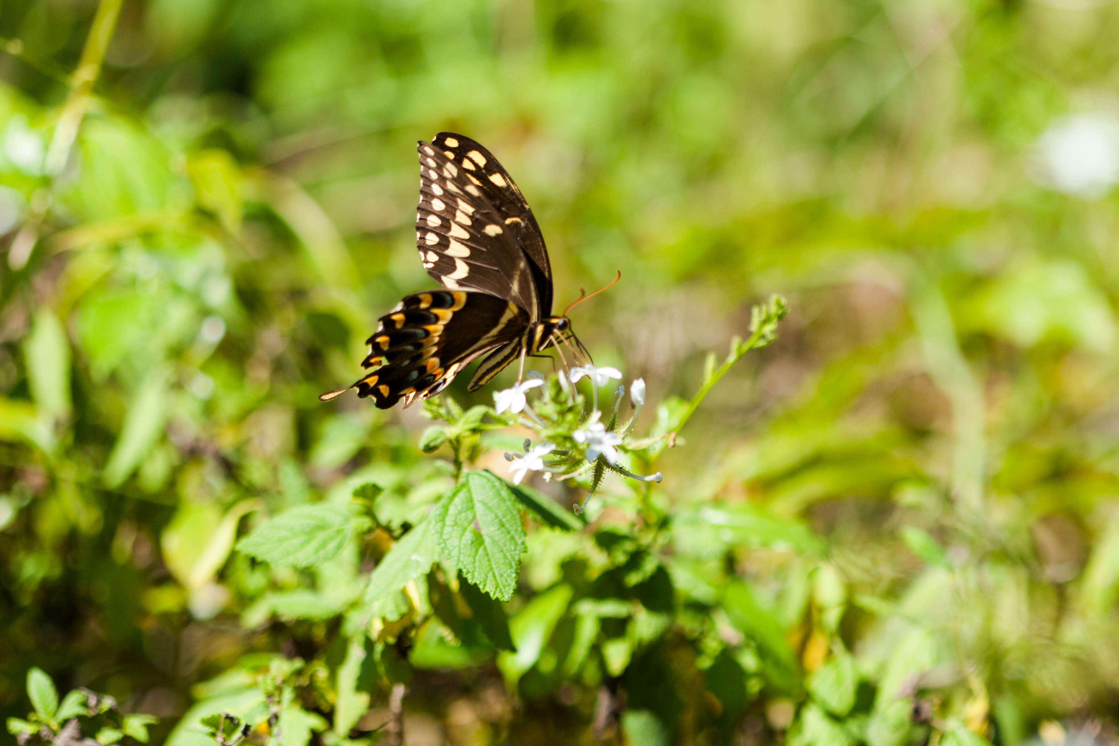 Image of Palamedes Swallowtail