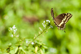 Image of Palamedes Swallowtail