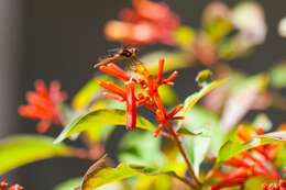 Image of Eastern Amberwing