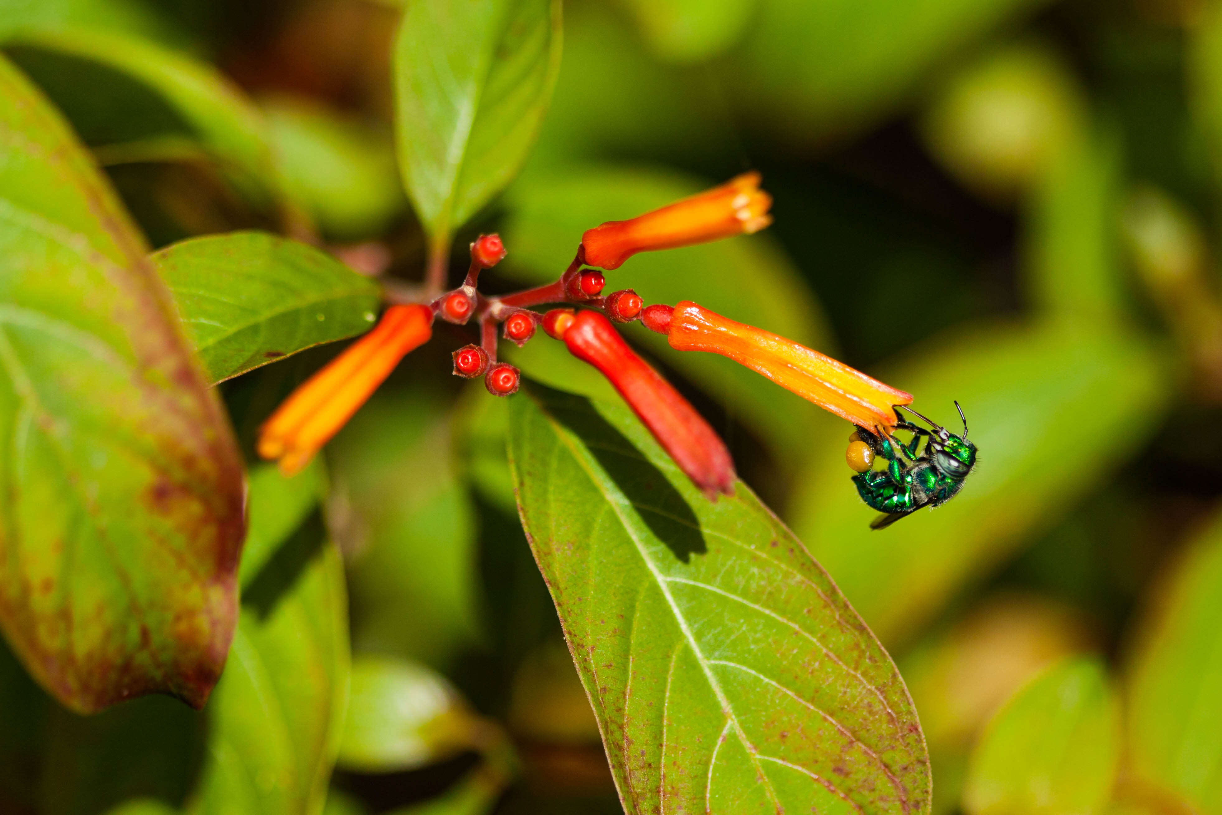 Image of Dilemma Orchid Bee