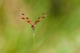 Celithemis eponina (Drury 1773) resmi