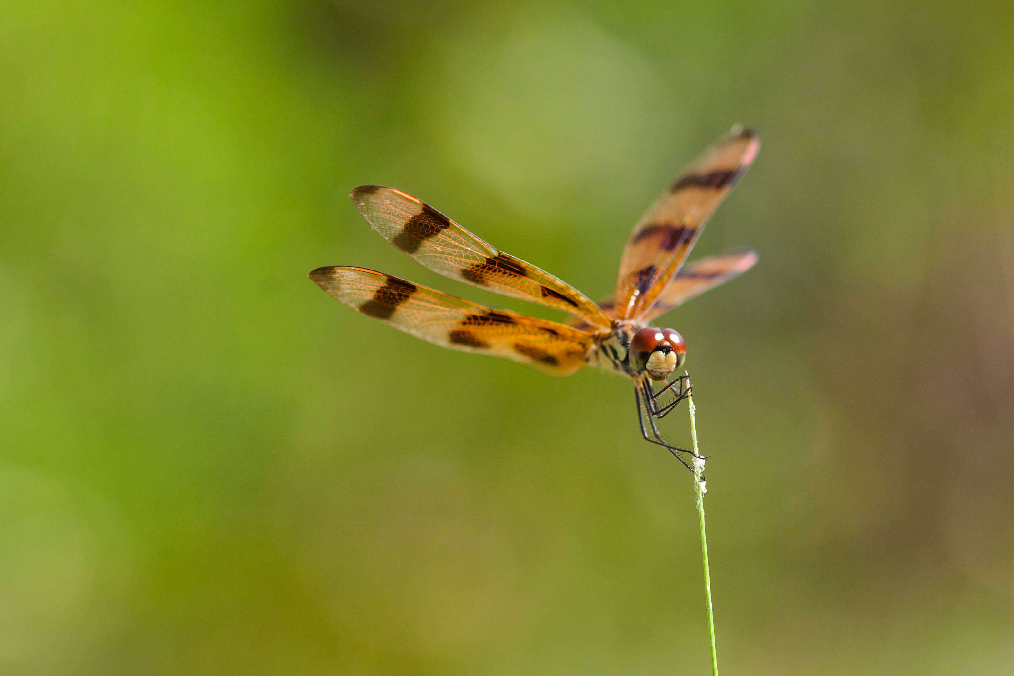 Celithemis eponina (Drury 1773) resmi