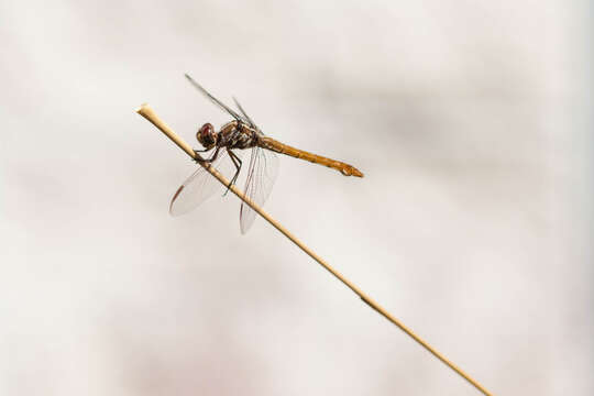 Image of Roseate Skimmer