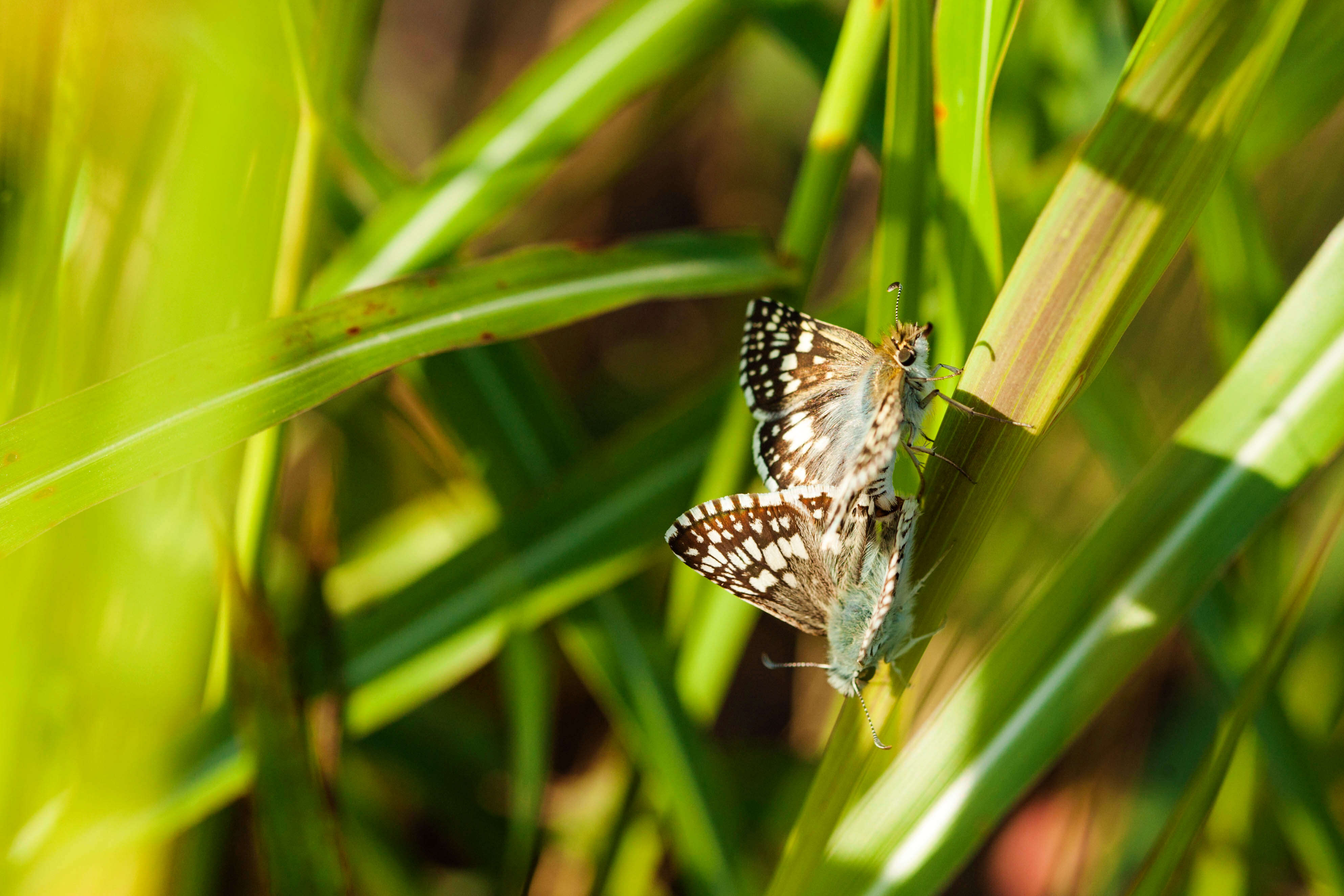 Image of Burnsius communis