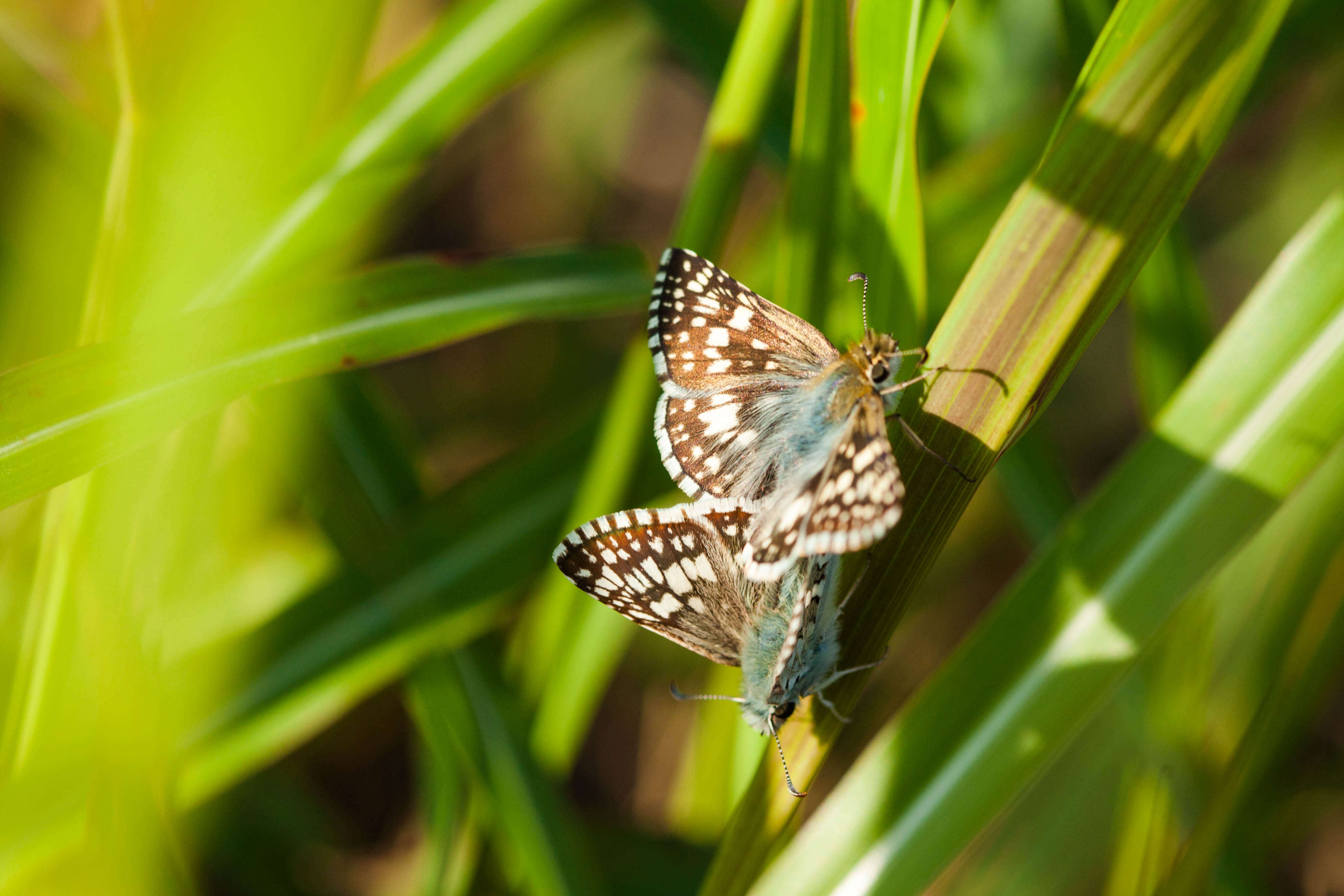 Image of Burnsius communis