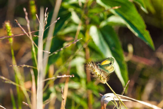 Image of Dainty Sulphur