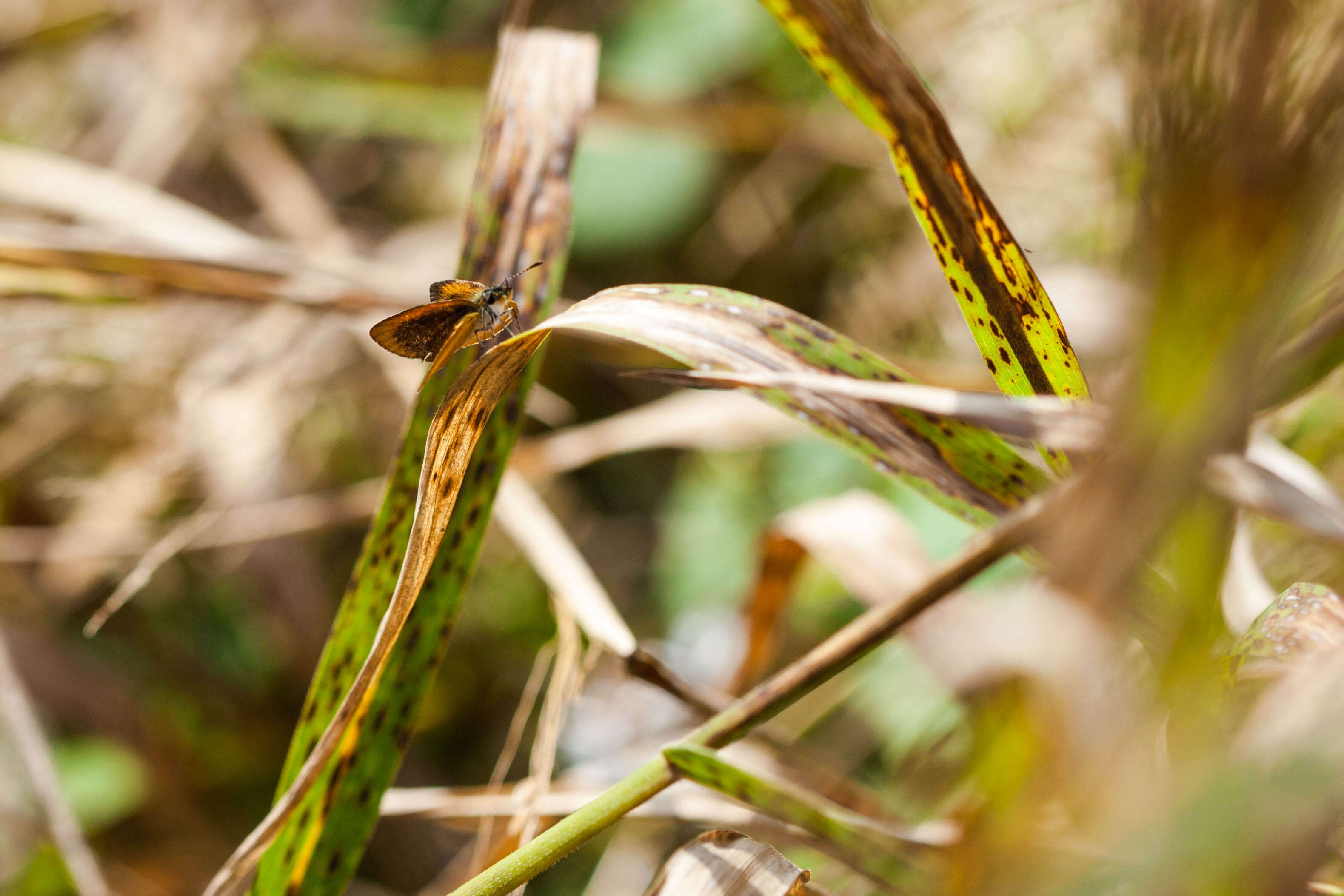 Image of Least Skipper