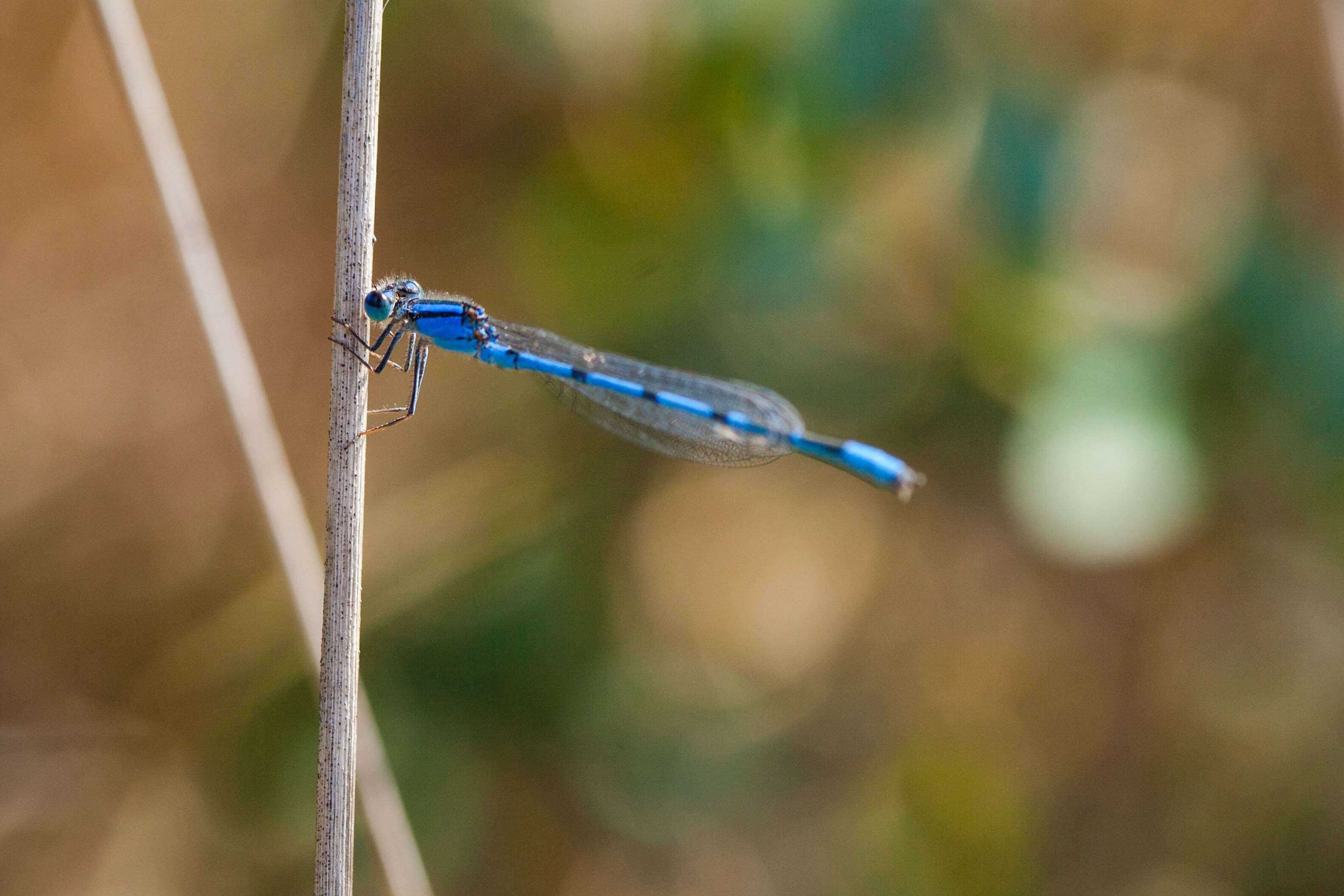 Image of Familiar Bluet