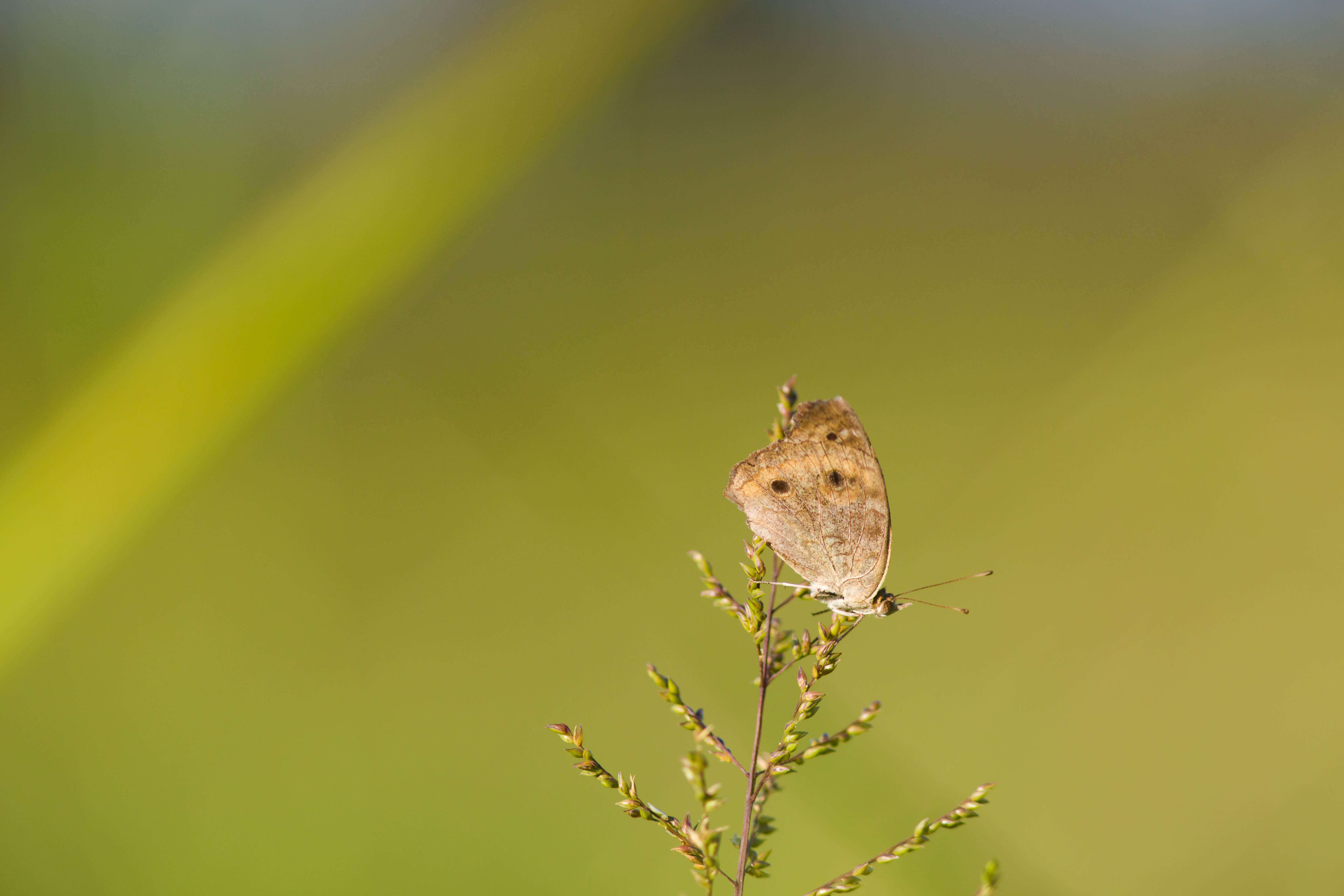 Image of Common buckeye