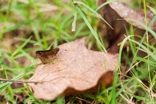 Image of Clouded Skipper