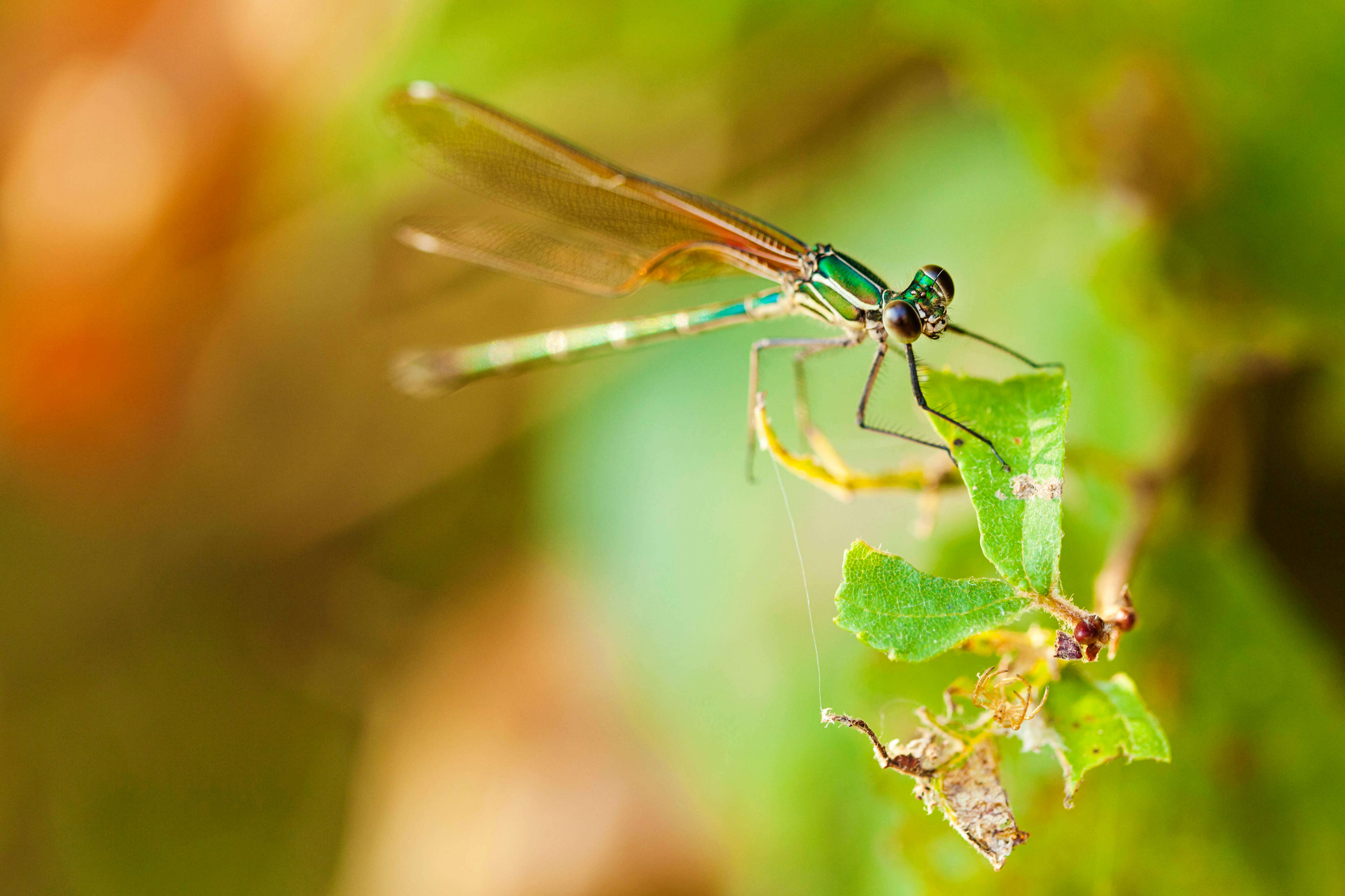 Hetaerina americana (Fabricius 1798) resmi