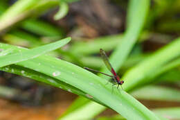 Image of American Rubyspot