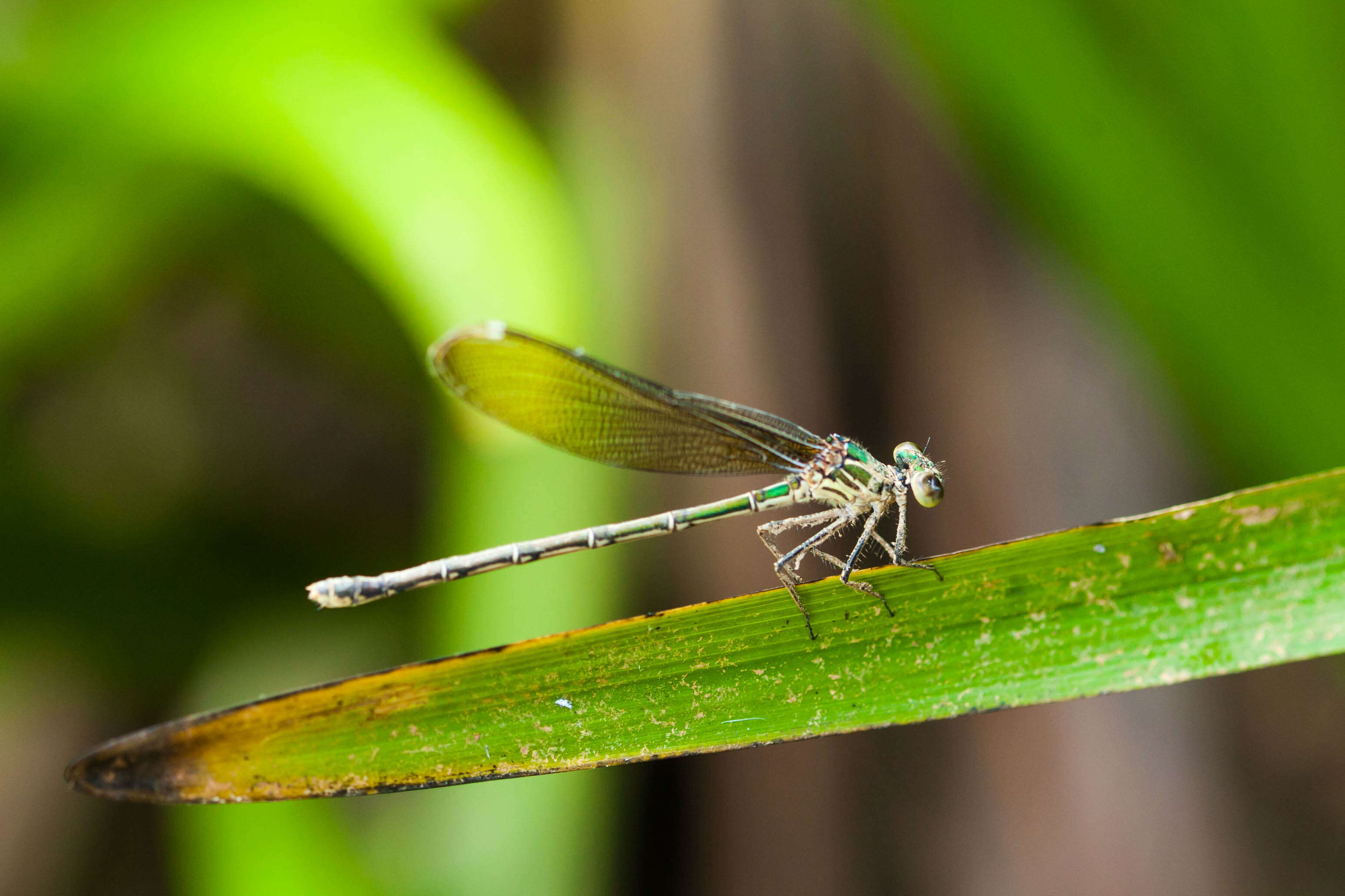 Hetaerina americana (Fabricius 1798) resmi