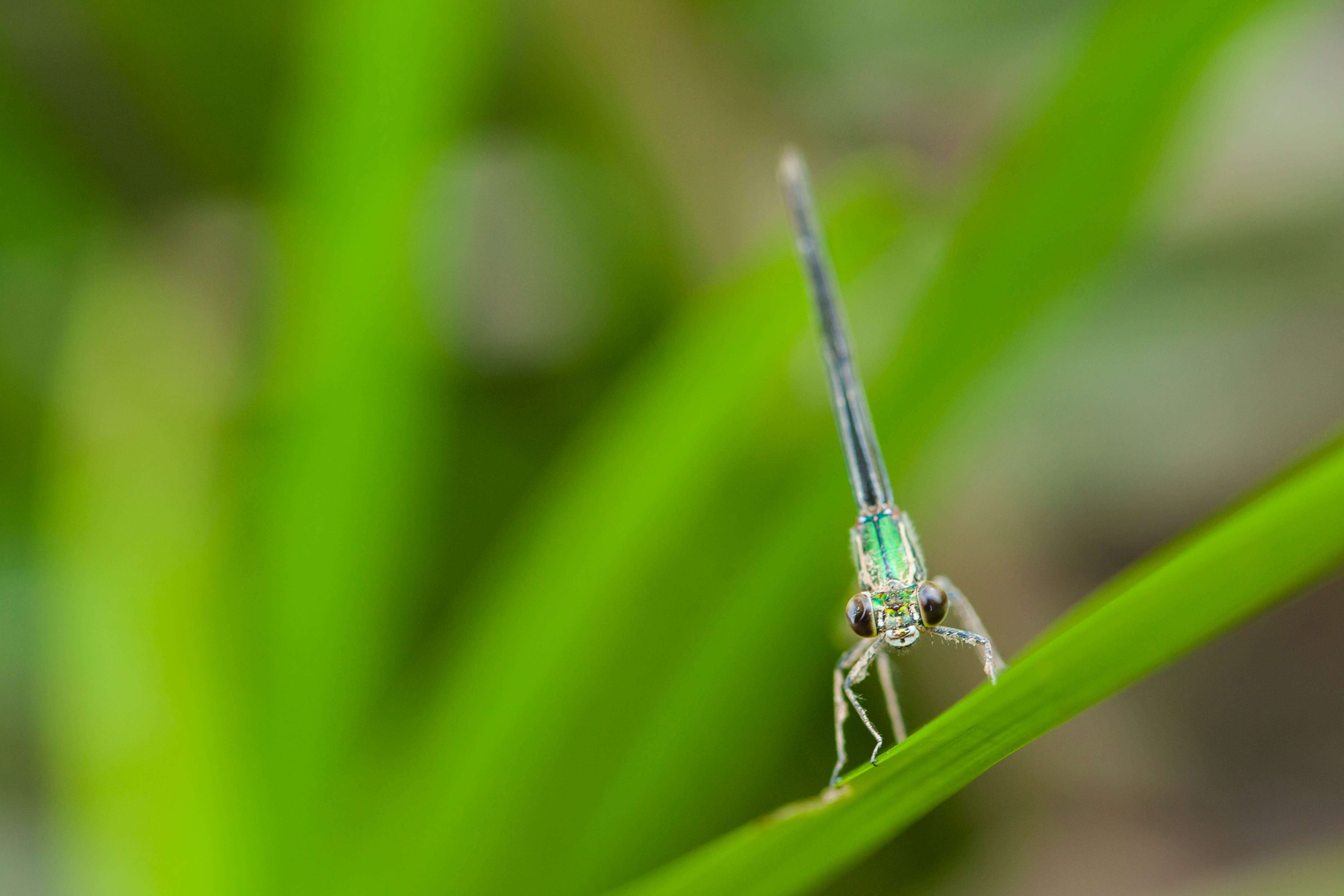 Image of American Rubyspot