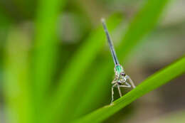 Image of American Rubyspot