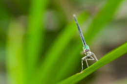 Image of American Rubyspot