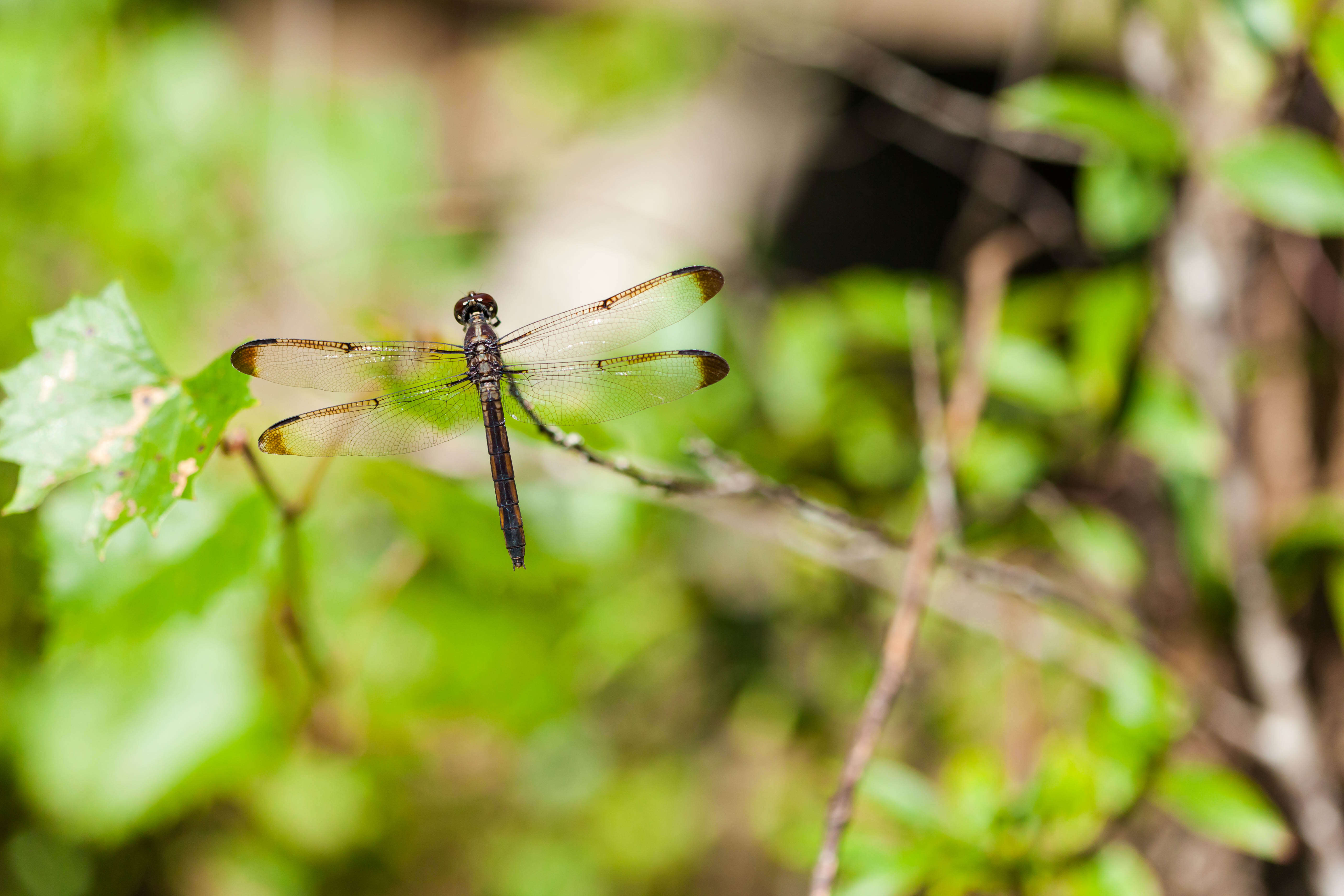 Libellula incesta Hagen 1861 resmi