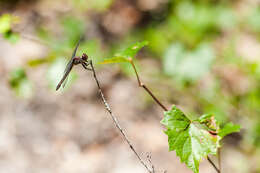 Libellula incesta Hagen 1861 resmi